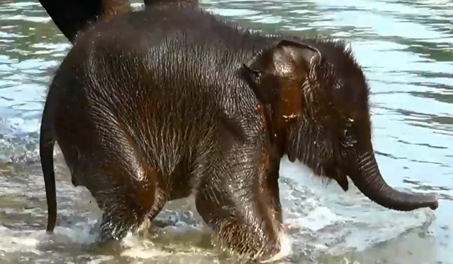 Albertina, anak gajah Sumatera pertama kali mandi ke sungai di Tangahan. Foto: Ayat S Karokaro