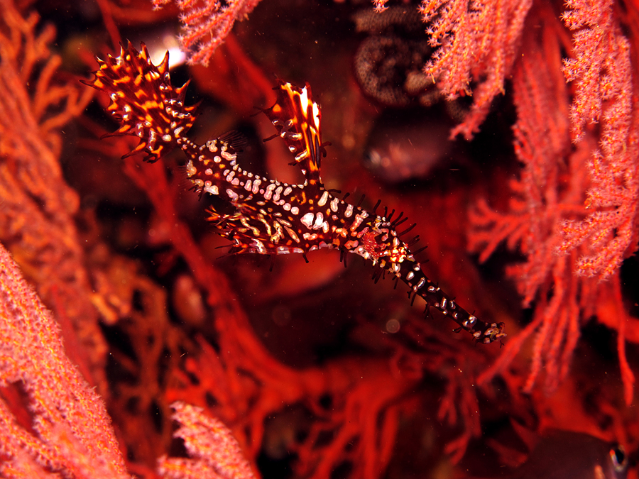 ghost pipefish diantara terumbu karang kipas. Foto : Wisuda