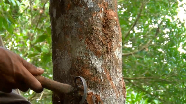  Pohon kemenyan di hutan adat Aek Godang masih usia muda, dan mulai disadap dengan kualitas getah bagus. Foto: Ayat S Karokaro
