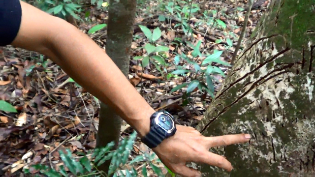 Ini jejak harimau di hutan Labuhan Batu Utara. Cakar ditemukan hingga tiga meter di sebuah pohon. Foto: Ayat S Karokaro