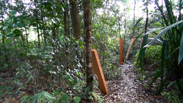 Beginilah pemandangan di dalam kasasan hutan Parlilitan. Kayu olahan siap diangkut keluar hutan yang terus hancur akibat illegal logging. Foto: Ayat S Karokaro