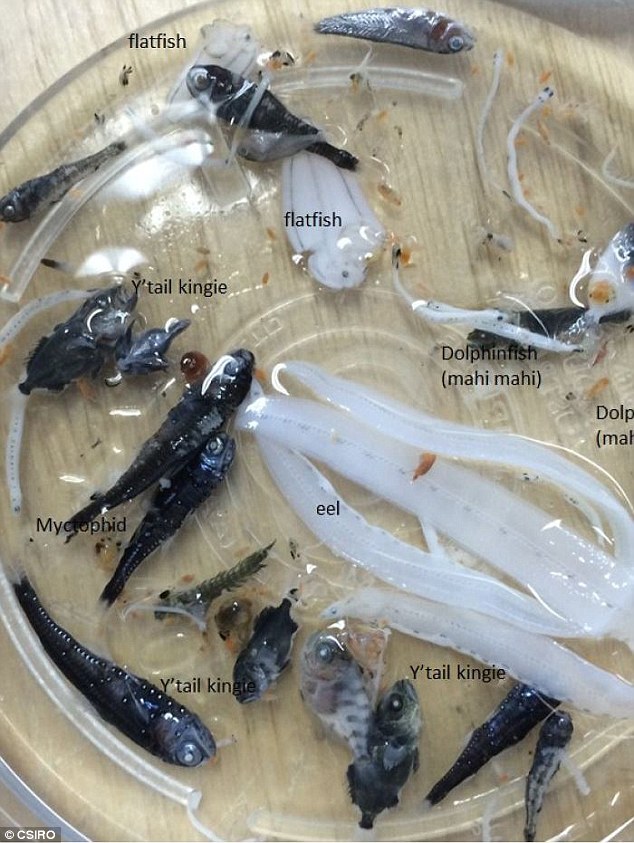 Jenis ikan lain yang ditemukan di gunung api bawah laut. Sumber: CSIRONEWS