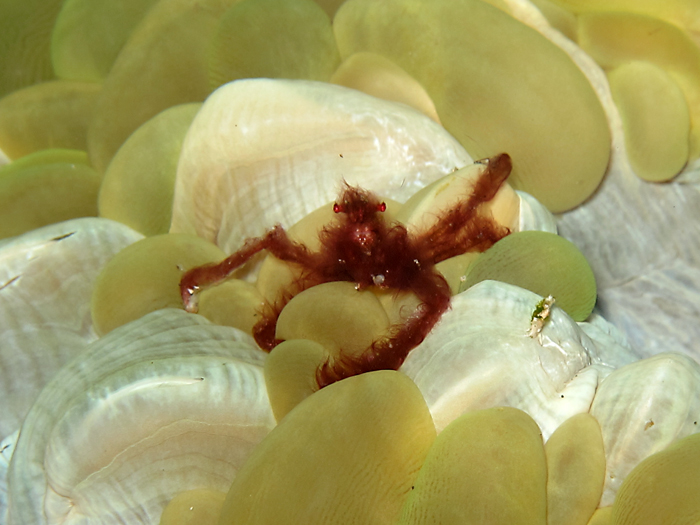 Kepiting orang utan yang termasuk keluarga kepiting laba-laba atau kepiting decorator | Foto : Wisuda