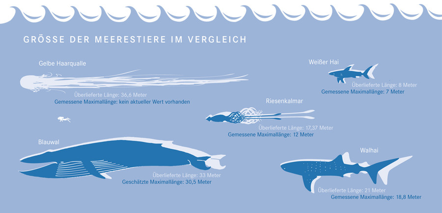 Perbadingan panjang tubuh surai singa dan jenis makhluk air lainnya. Sumber: Helmholtz.de