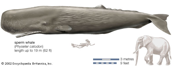 Perbandingan ukuran panjang paus sperma dengan makhluk lainnya. Sumber: Media-2.web.britannica.com