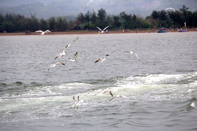 Burung-burung di laut Roban sebagai penanda bahwa laut kaya akan ikan dan masih bersih. Foto: Tommy Apriando
