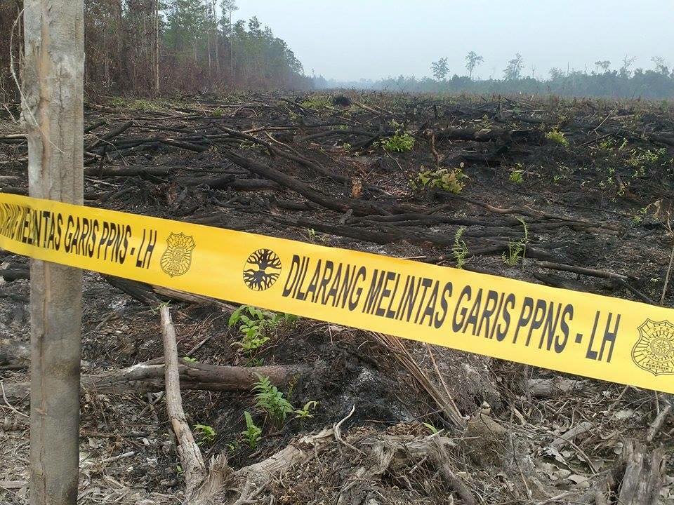 Lahan baru habis terbakar di Nyaru Menteng, Kalteng ini disegel KLHK. Sebagian lahan sudah ditanami sawit. Foto: Save Our Borneo
