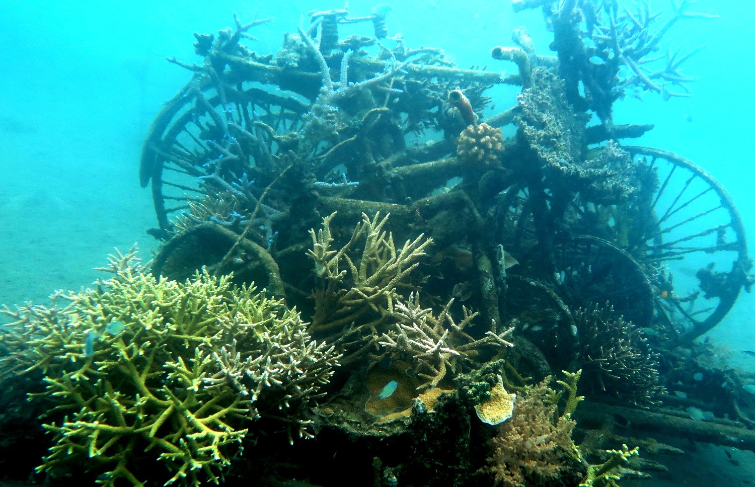Salah satu terumbu karang di Teluk Pemuteran Kecamatan Gerokgak, Kabupaten Buleleng, Bali. Foto : Alit Kertaraharja 