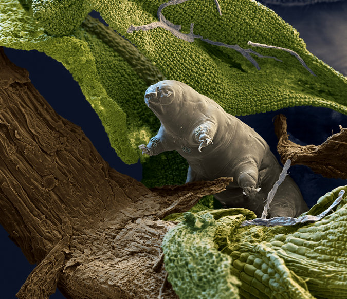 Tardigrada, si beruang air yang tahan di segala kondisi ekstrim. Sumber: Eye of Science/Science Source Images