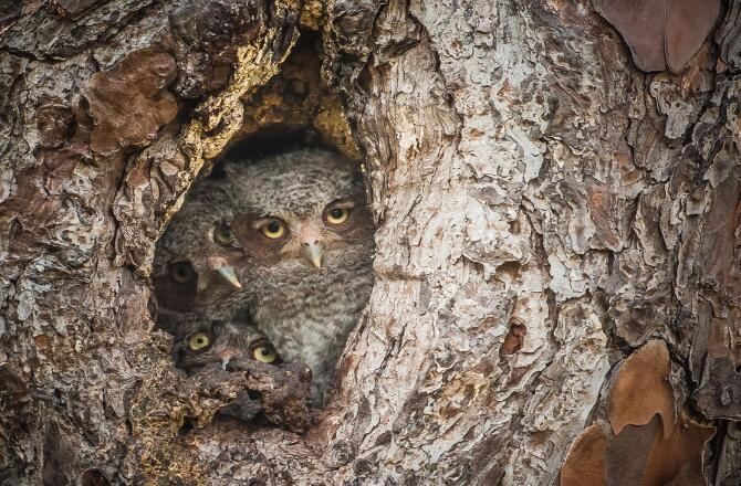 Burung hantu dalam lekukan pohon, karya Graham McGeorge (AS)