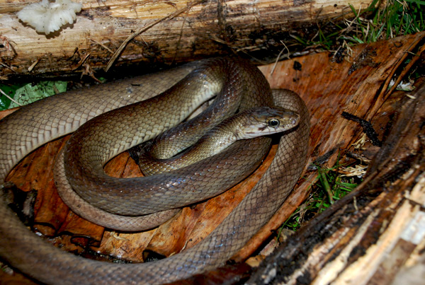 Enggano Rate Snake ini hanya ada di Enggano, pulau terluar Indonesia yang berada di Provinsi Bengkulu. Foto: Amir Hamidy