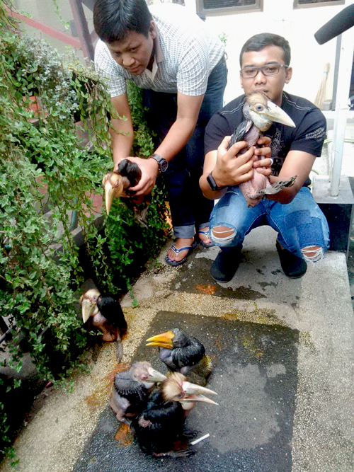Dari tujuh anakan julang yang diselundupkan, satu individu mati. Kesemua anakan ini dimasukkan dalam kardus saat ditemukan pihakk Kepolisian Tanjung Perak, Surabaya. Foto: Petrus Riski