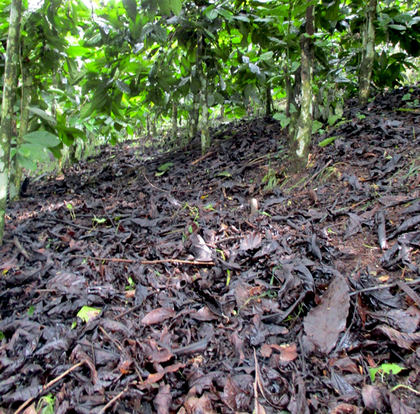 Ranting dan daun kopi yang mengering yang bermanfaat mengurangi erosi tanah, sekaligus merupakan cikal humus. Foto: Dedek Hendry