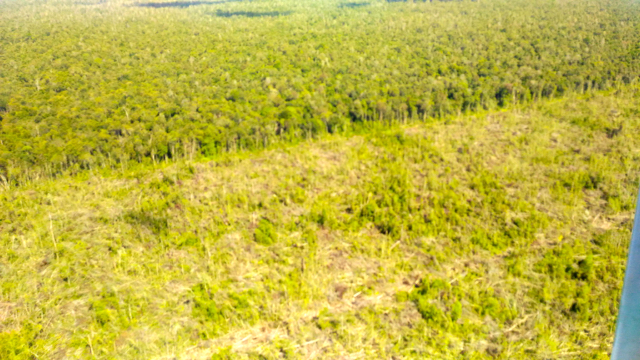 Pembukaan hutan gambut anak usaha Alas Kusuma di Kubu Raya. Foto: Aseanty Pahlevi