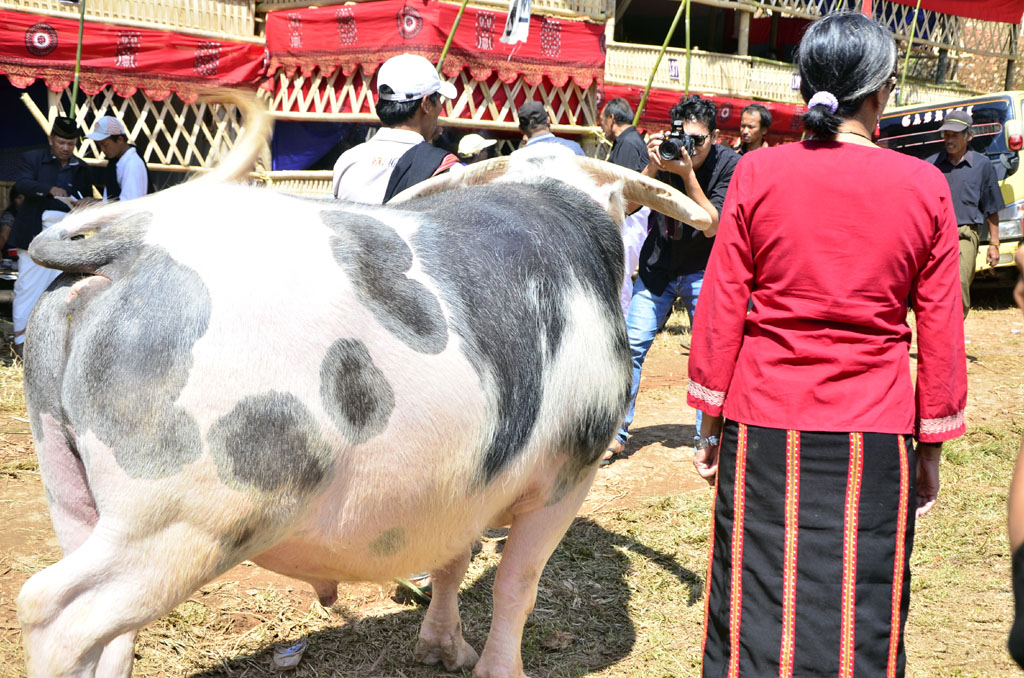 Si Belang, kerbau Tedong Saleko dengan warna putih dan corak khas hitam di tubuhnya. Kerbau langka dan unik ini harganya bisa mencapai miliaran rupiah karena menjadi bagian penting dalam ritual adat Toraja. Kerbau Si Belang pernah ditawar sampai Rp1,2 miliar. Foto : Wahyu Chandra
