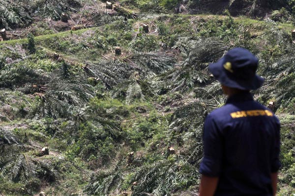 Pemusnahan kebun sawit yang berada di hutan lindung yang masuk Kawasan Ekosistem Leuser, Aceh Tamiang, Aceh, terus dilakukan. Kawasan ini akan dihutankan kembali. Foto: Junaidi Hanafiah