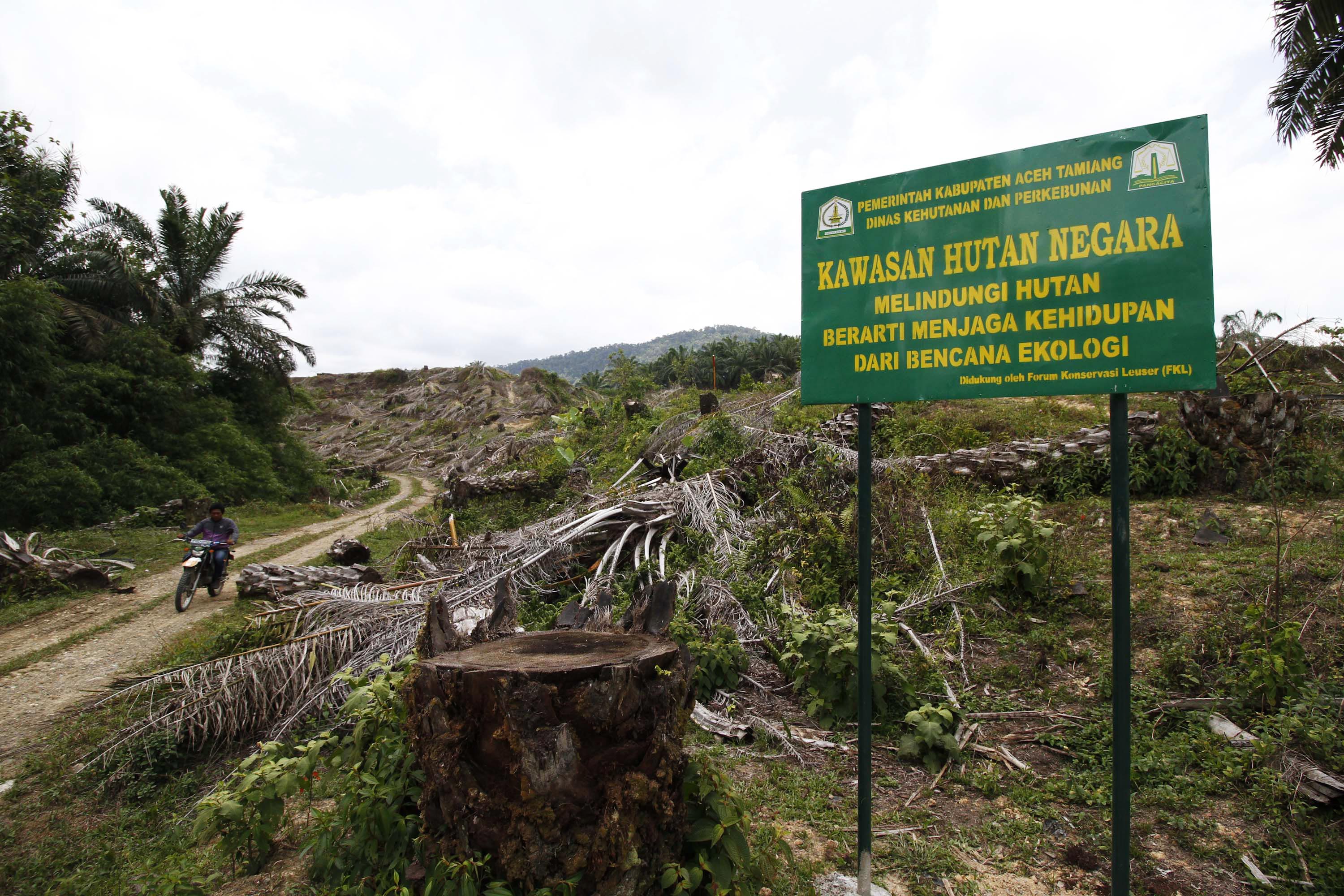 Pemusnahan kebun sawit ilegal yang masuk kawasan KEL di Aceh Tamiang, Aceh. Kawasan ini akan dikembalikan fungsinya sebagai hutan lindung. Foto: Junaidi Hanafiah