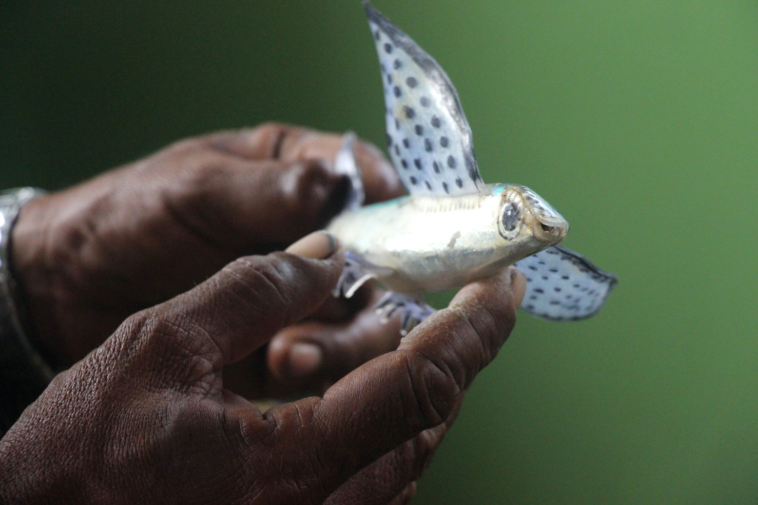 Salah satu umpan buatan nelayan untuk memancing ikan tuna. Umpan ini dibuat menyerupai ikan terbang. Foto: Melati Kaye