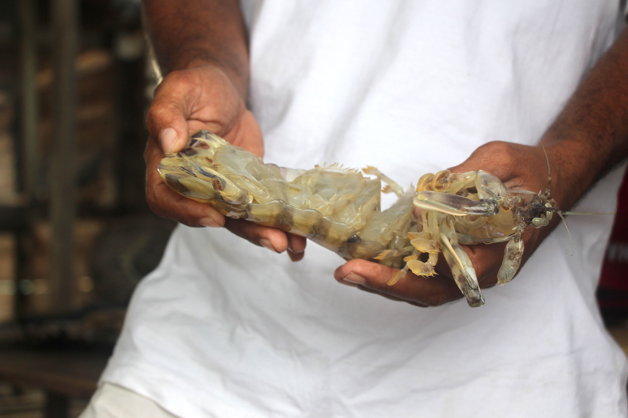 Seekor udang sebelum dikemas dalam botol dan kardus plastik asal Pulau Wanci sebelum dikirim ke kota-kota di Sulawesi daratan. Sesuai aturan hasil tangkapan asal kawasan konservasi harus ada izin, meski pada kenyataannya hal ini sulit dilakukan. Foto: Melati Kay