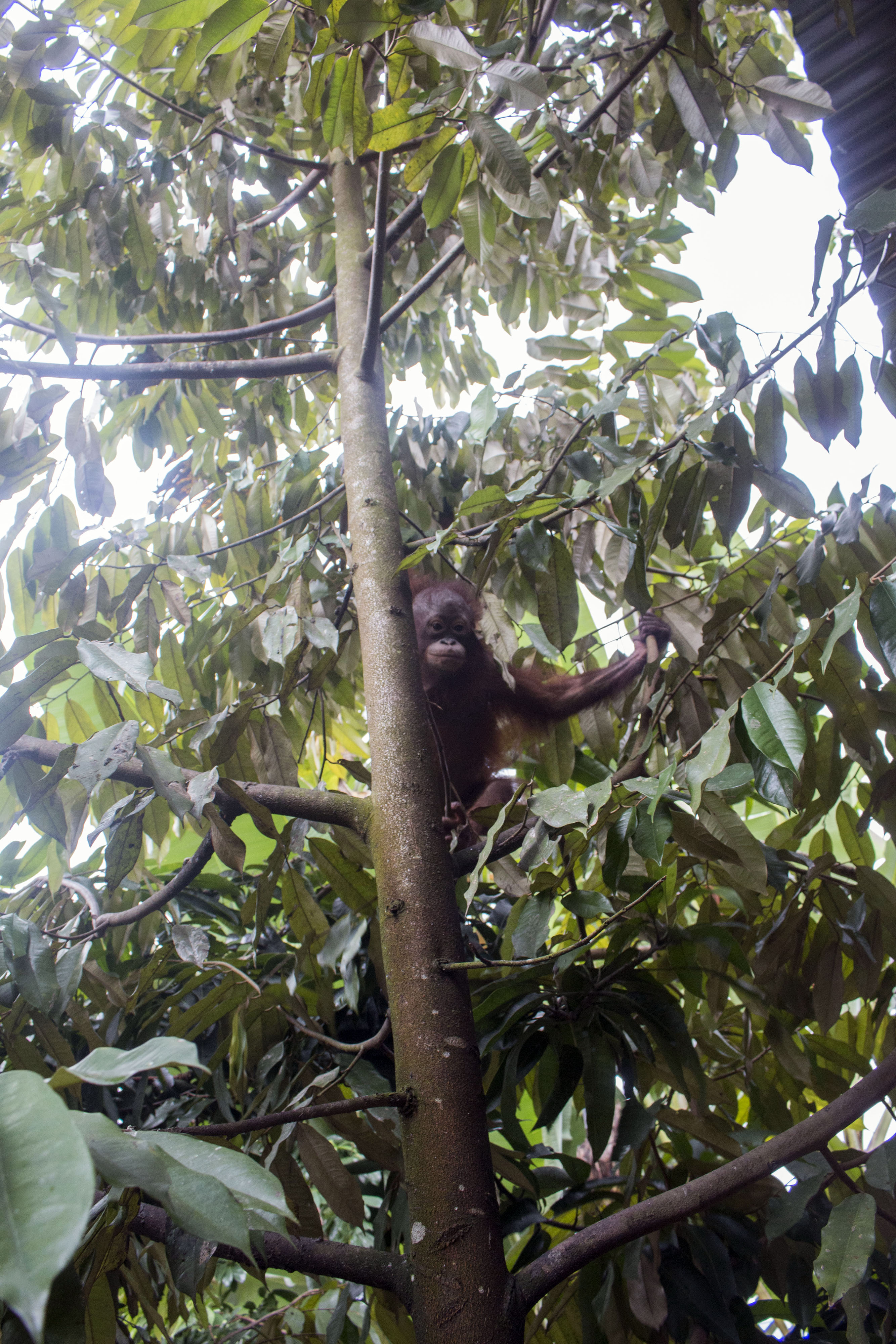 Paini, orangutan yang dibeli dari pemburu. Meski berstatus dilindungi, perburuan orangutan untuk diperjualbelikan terus terjadi. Foto: YIARI Ketapang