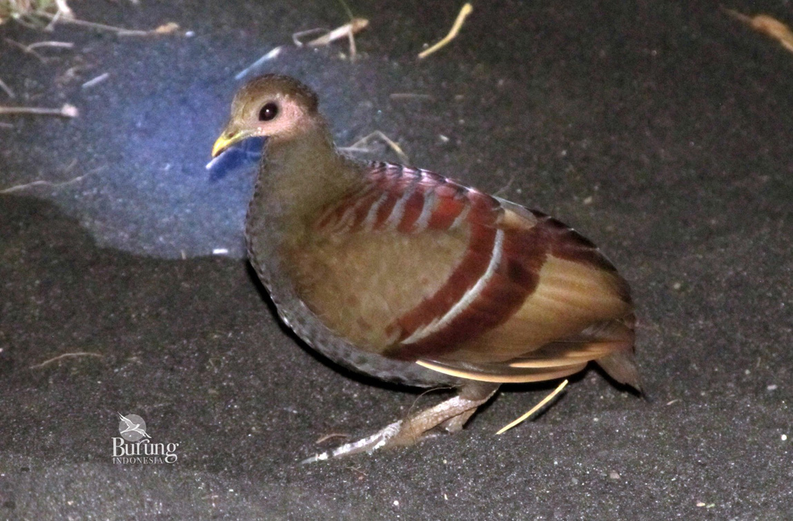Burung Gosong, Inilah Kerabat Maleo dari Maluku - Mongabay.co.id : Mongabay.co.id