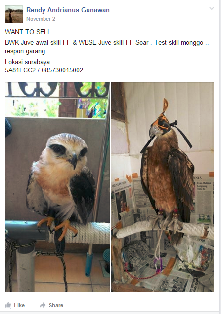 Penghoby falconry secara terbuka menjual elang melalui group di facebook. Sumber : facebook