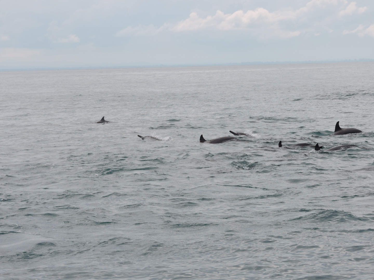 Atraksi lumba-lumba yang dapat dilihat langsung di Pulau Liki. Foto: Christopel Paino 