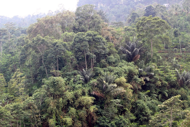 Hutan dan perkebunan teh di lereng Desa Bismo. Foto: Tommy Apriando