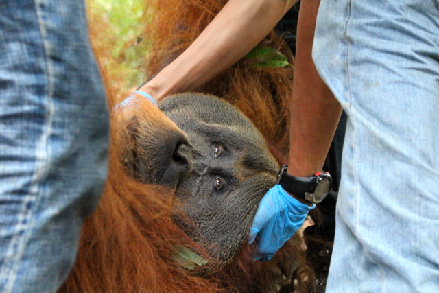 Orangutan Sumatera ini hidup terenggut karena habitat mereka telah hancur. Perburuan juga tinggi. Foto: Ayat S Karokaro