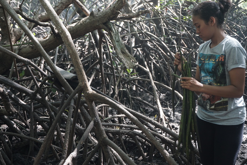 Seorang aktivis mengumpulkan buah mangrove sebagai bibit untuk reboisasi hutan mangrove di kawasan Tuban, Badung, Bali dalam program Mangrove4Love. Foto : Luh De Suriyani