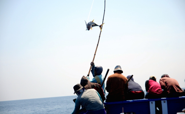 Tak lama umpan dilempar, cakalangpun 'beterbangan' ke lambung kapal. Foto: Eko Rusdianto 