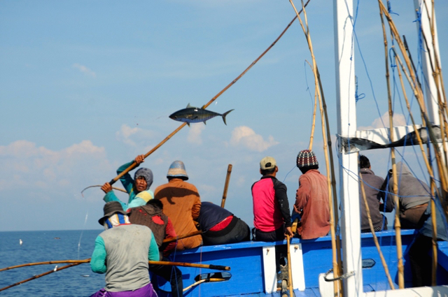 Beginilah memancing cakalang dengan cara-cara tradisional dan tak merusak. Foto: Eko Rusdianto