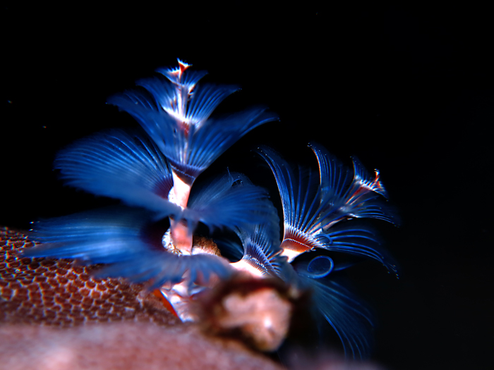Pohon natal laut ini alias cacing Spirobranchus giganteus. Foto : Wisuda