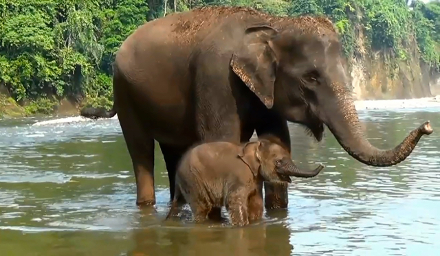 Induk dan anak gajah Sumatera di aliran Sungai Batang Serangan, Tangkahan. Ekowisata disini menawarkan pendidikan konservasi. Foto: Ayat S Karokaro