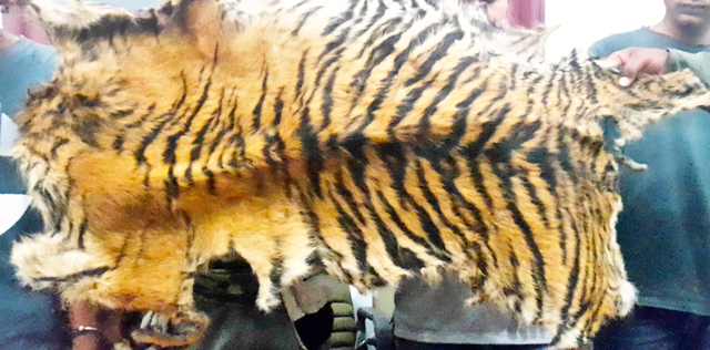Inilah kulit harimau Sumatera yang akan dijual para pelaku. Satwa ini mereka buru dari dalam kawasan TNGL. Foto: Ayat S Karokaro
