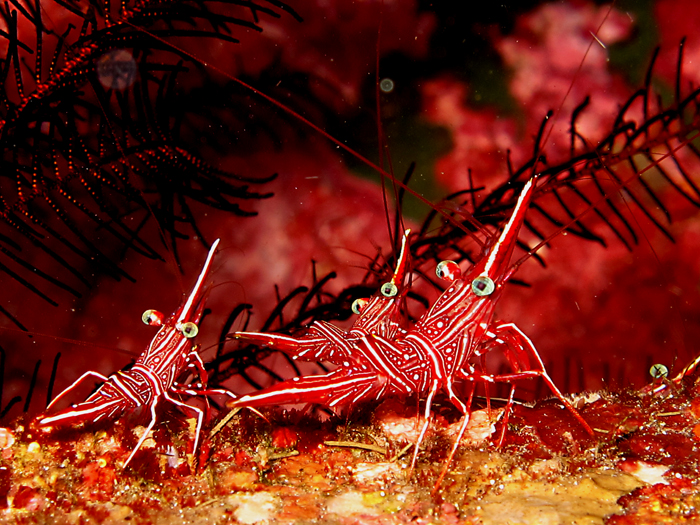Hinge beak shrimp di bawah perairan Desa Jemeluk, Karang asem, Bali. Foto : Wisuda