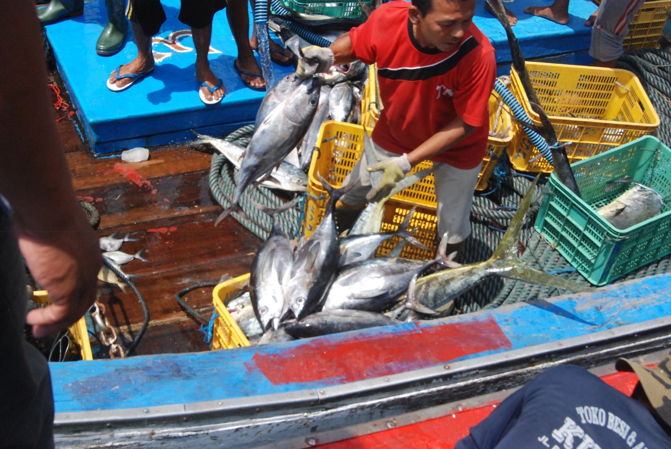 Nelayan melakukan bongkar muat ikan hasil tangkapan, termasuk ikan tuna di Pelabuhan Perikanan Sadeng, Gunung Kidul, Yogyakarta pada akhir November 2015. Foto : Jay Fajar
