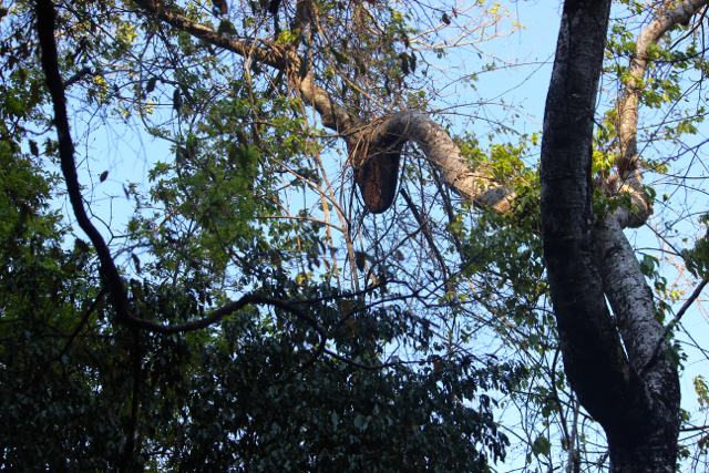Salah satu KPH unggulan di Sumbawa, KPH BAtu Lante. Ini KPH Lindung, yang menjadi tempat warga mencari madu hutan. Madu hutan, salah satu produk andalan dari daerah ini. Foto: Sapariah Saturi