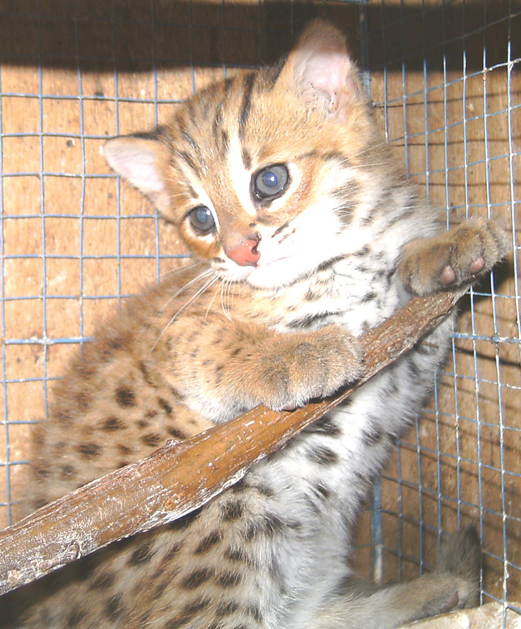 Kucing hutan (Felis bengalensis) menjadi salah satu hewan yang diperdagangkan secara ilegal. Foto : Kanopi Indonesia