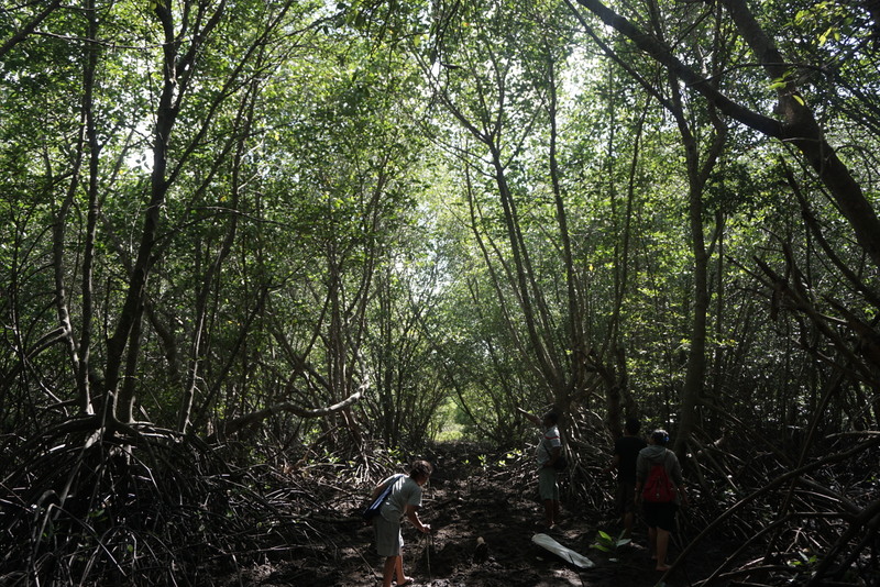 Beberapa aktivis mengumpulkan buah mangrove sebagai bibit untuk reboisasi hutan mangrove di kawasan Tuban, Badung, Bali dalam program Mangrove4Love. Foto : Luh De Suriyani