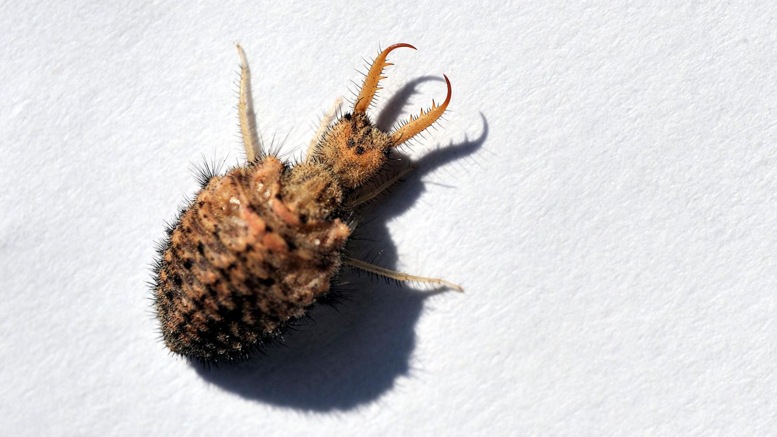 Larva undur-undur. Sumber: BBC.com