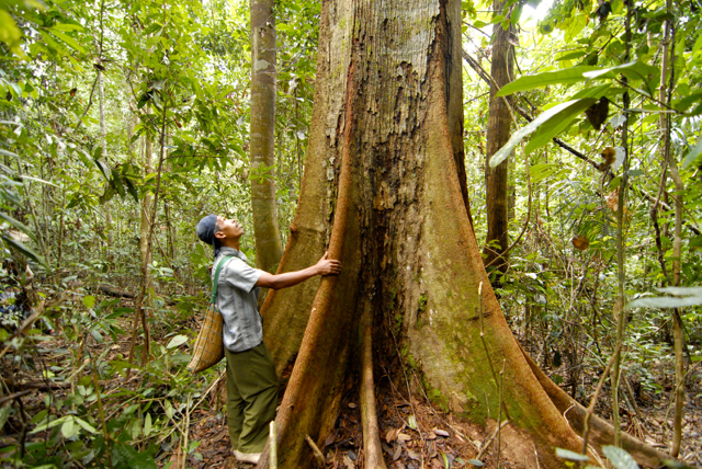 Pepohonan di Hutan Nagari Simancuang. Foto: Warsi