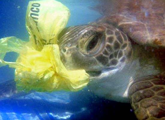 Sampah plastik dan mikroplastik di lautan membahayakan bagi penyu karena dianggap makanan. Banyak penyu dan biota laut yang mati karena memakan sampah di lautan. Foto : ecowatch