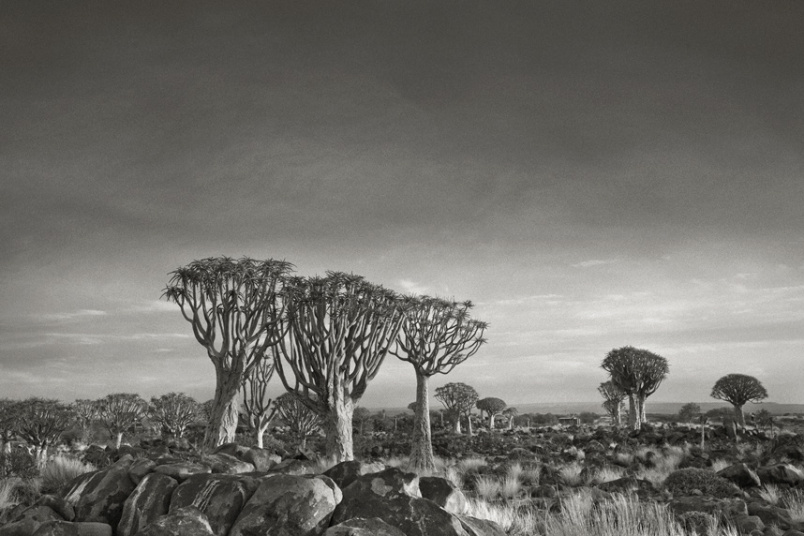 Pohon Quiver di Namibia. Selama 20 tahun di awal pertumbuhannya, pohon ini tumbuh setinggi tumbuhan lidah buaya saja. Setelah 20 tahun, barulah pohon tersebut tumbuh tinggi, dan mempunyai batang serta cabang. Setiap cabang terpecah menjadi 2 cabang baru terus menerus.  Setelah tumbuh setinggi 10 meter, pohon ini akan berhenti tumbuh. Proses ini memakan waktu 300 tahun.