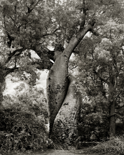 Pohon Baobab di Morodava, Madagascar. Diperkirakan berusia 800 tahun. Pohon ini dijuluki “sepasang kekasih” oleh penduduk lokal dan terdapat legenda tentang sepasang kekasih yang memadu cinta namun berakhir pilu. 