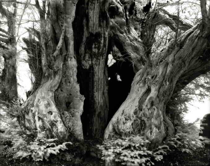 Pohon Linton Yew, di Hertfordshire, Inggris. Banyak yang meyakini bahwa pohon raksasa ini adalah pohon tertua di Inggris. Usianya diperkirakan sudah 4000 tahun. 