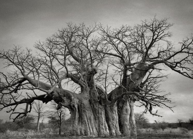 Ini adalah pohon Baobab Bufflesdrift. Pohon raksasa ini terletak dekat Lephalale, di Limpopo, salah satu dari lima Baobab terbesar di Afrika Selatan, dan diperkirakan sudah berumur 800 tahun. 