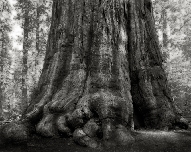 Pohon General Sherman, Sierra Nevada, di California. Pohon ini begitu besar dan tinggi sehingga seolah mendominasi Taman Nasional Sequoia di California, dan diberi nama General Sherman (seorang jenderal tentara Union pada saat perang saudara di AS ). Pohon ini diyakini sebagai pohon terbesar di dunia, dan diperkirakan berumur 2.500 tahun