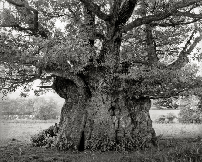 Pohon Ek Easebourne. Ratu Elizabeth I berteduh dibawah pohon ini pada tahun 1591 saat mengunjungi Midhurst, Inggris.  Pohon ini hidup tanpa gangguan sejak tahun 1532 saat kawasan tersebut dijadikan taman, yakni Taman Cowdray. 