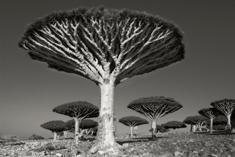 Pohon Darah Naga, di hutan Diksom, Socotra, Yaman. Ketika kulit batangnya dipotong, keluarlah cairan berwarna darah, yang dulunya berharga sangat mahal.  Itulah sebabnya, pohon yang mirip payung terbalik ini dinamai pohon Darah Naga. 